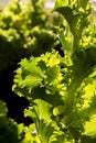 Agriculture organic vegetable farm field landscape. Growing salad on valley