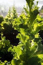 Agriculture organic vegetable farm field landscape. Growing salad on valley.