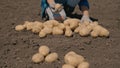 Agriculture, outdoor harvesting of potatoes, farmer sorting good potatoes in field, potato business, vegetable