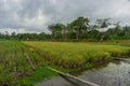 Agriculture paddy fields field and grain crops harvest Royalty Free Stock Photo