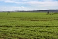Agriculture, panoramic view of carrot plantation on a sunny day with blue sky with pivot irrigation system in the background