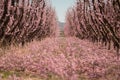 Picking ladder down orchard tree row during blossom thinning in spring peach fruit trees Royalty Free Stock Photo