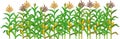 Agriculture plant border with cornfield Royalty Free Stock Photo