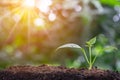 Agriculture and plant grow sequence with morning sunlight and bokeh green blur background. Germinating seedling grow step sprout g Royalty Free Stock Photo