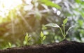 Agriculture and plant grow sequence with morning sunlight and bokeh green blur background. Germinating seedling grow step sprout g Royalty Free Stock Photo