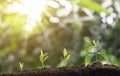 Agriculture and plant grow sequence with morning sunlight and bokeh green blur background. Germinating seedling grow step sprout g Royalty Free Stock Photo