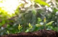 Agriculture and plant grow sequence with morning sunlight and bokeh green blur background. Royalty Free Stock Photo
