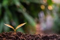 Agriculture and plant grow sequence with morning sunlight and dark green blur background. Royalty Free Stock Photo