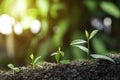 Agriculture and plant grow sequence with morning sunlight and dark green blur background. Germinating seedling grow step sprout gr Royalty Free Stock Photo
