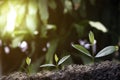 Agriculture and plant grow sequence with morning sunlight and dark green blur background. Germinating seedling grow step sprout gr Royalty Free Stock Photo