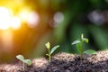 Agriculture and plant grow sequence with morning sunlight and dark green blur background. Germinating seedling grow step sprout gr Royalty Free Stock Photo