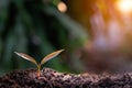 Agriculture and plant grow sequence with morning sunlight and dark green blur background. Royalty Free Stock Photo