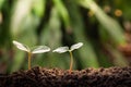 Agriculture and plant grow sequence with morning sunlight and dark green blur background. Royalty Free Stock Photo