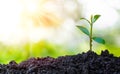 Agriculture and plant grow sequence with morning sunlight and green blur background. Royalty Free Stock Photo