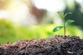 Agriculture and plant grow sequence with morning sunlight and green blur background. Germinating seedling grow step sprout growing Royalty Free Stock Photo