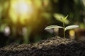 Agriculture and plant grow sequence with morning sunlight and green blur background. Germinating seedling grow step sprout growing Royalty Free Stock Photo