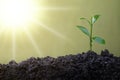 Agriculture and plant grow sequence with morning sunlight and green blur background. Germinating seedling grow step sprout growing Royalty Free Stock Photo