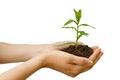 Agriculture. plant in a hand Royalty Free Stock Photo