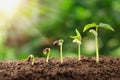 agriculture plant seeding growing step concept in garden and su Royalty Free Stock Photo