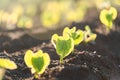 Agriculture plant seeding growing step concept in garden and sunlight Royalty Free Stock Photo