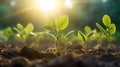 Agriculture plant seeding growing step concept. soybean growth in a field