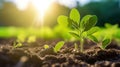 Agriculture plant seeding growing step concept. soybean growth in a field