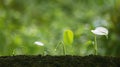 Agriculture plant seedlings growing in germination sequence on fertile soil with blurred greenery background Royalty Free Stock Photo