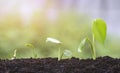 Plant seedlings growing in germination sequence on fertile soil with blurred natural background Royalty Free Stock Photo