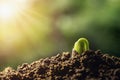 agriculture. plant sprout growing on soils