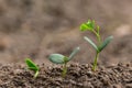 Agriculture planting seeding growing, Business growht up concept