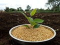 Agriculture pot rice concept photography