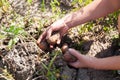 Agriculture potato background, vegetables cultivation