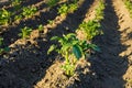 Agriculture, potato cultivation, green leaves, freshly planted, golden hour