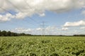 Agriculture potato farmland against blue sky