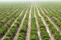 Agriculture, potato field