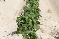 Agriculture, potato field