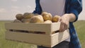 Agriculture. potato tubers box. agronomy growing food healthy vegetables farm. farming concept. fresh agriculture food