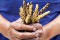 Farmer`s hands with wheat after the fire. The concept of world hunger, food crisis. Royalty Free Stock Photo