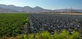 Agriculture Produce Farm Field in Camarillo California USA