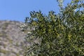 Pruning of olive trees Peloponnese, Greece Royalty Free Stock Photo