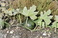 Austria, agriculture, Pumpkin Royalty Free Stock Photo