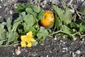 Agriculture, Pumpkin Field Royalty Free Stock Photo