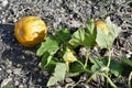 Agriculture, Pumpkin for oil production Royalty Free Stock Photo