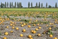 Agriculture, Pumpkin Field in Lower Austria Royalty Free Stock Photo