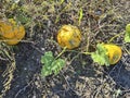 Agriculture, Pumpkin Field in Lower Austria Royalty Free Stock Photo