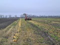 Agriculture, Pumpkin Harvest with tractor Royalty Free Stock Photo