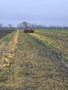 Agriculture, Pumpkin Harvest with tractor Royalty Free Stock Photo