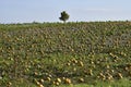 Agriculture, Pumpkin Field Royalty Free Stock Photo