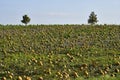 Agriculture, Pumpkin Field in Lower Austria Royalty Free Stock Photo