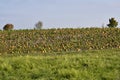 Agriculture, Pumpkin Field in Lower Austria Royalty Free Stock Photo